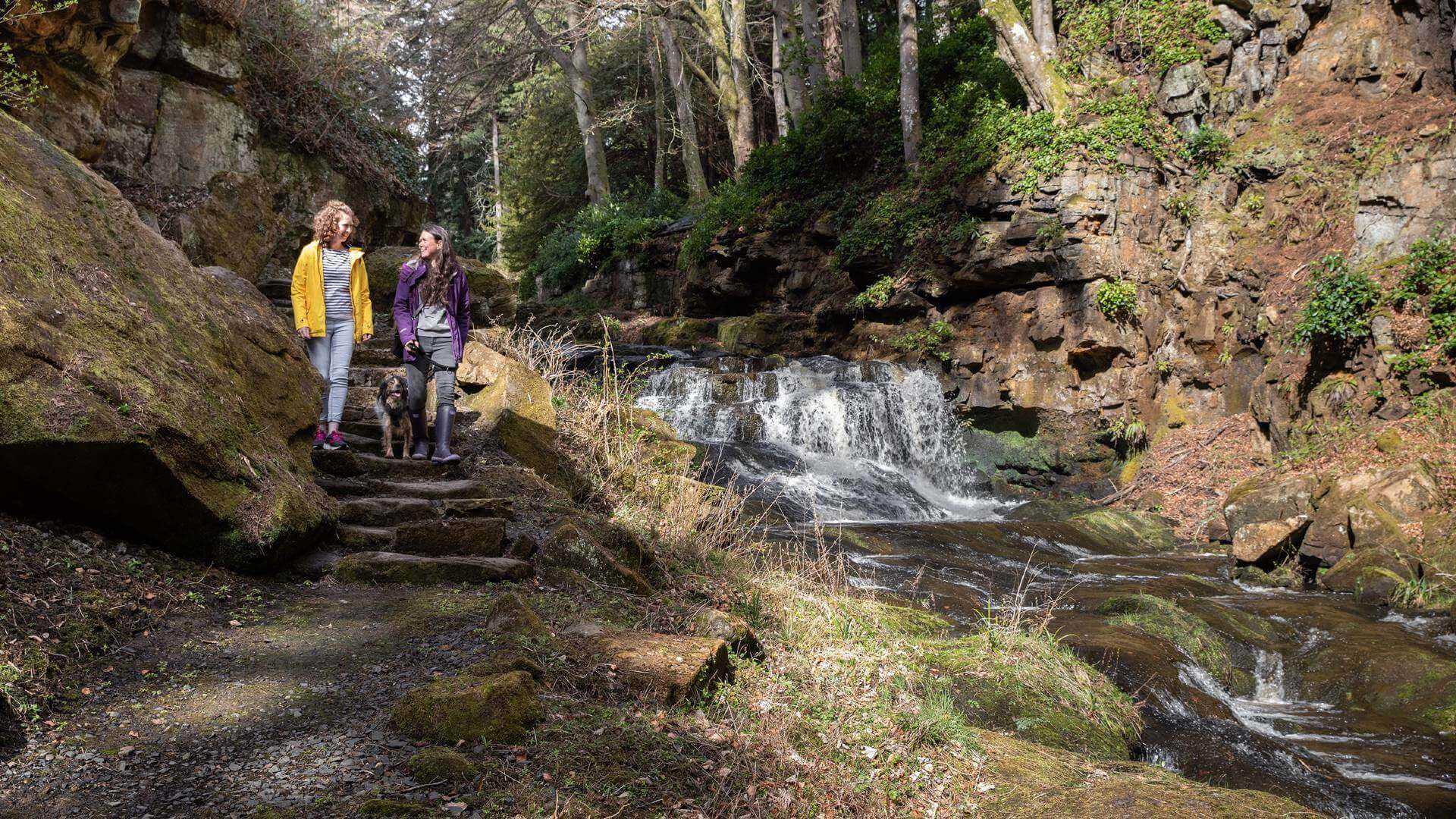 Dog friendly attractions in Northumberland | Visit Northumberland
